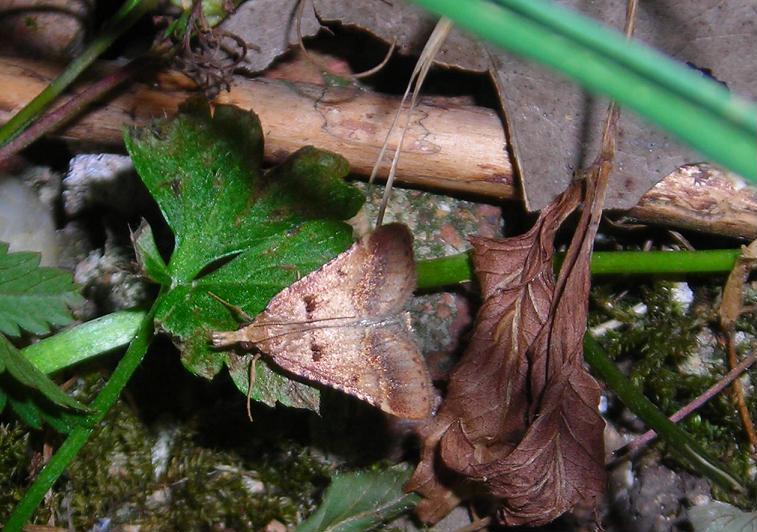 Crambidae? da ID - No, Pyralidae: Stemmatophora brunnealis